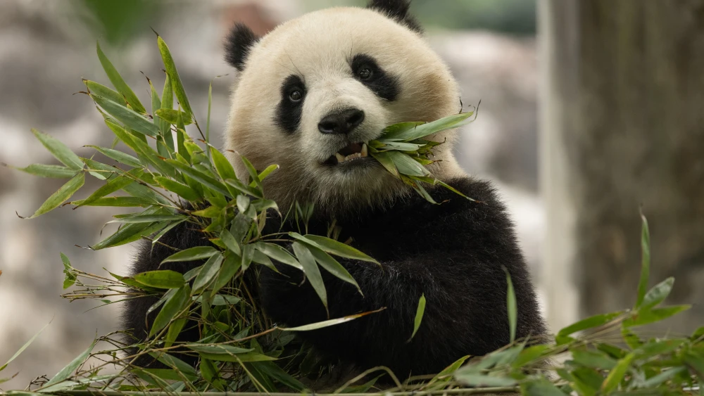 FedEx donates fees for transporting two pandas under environmental conservation efforts