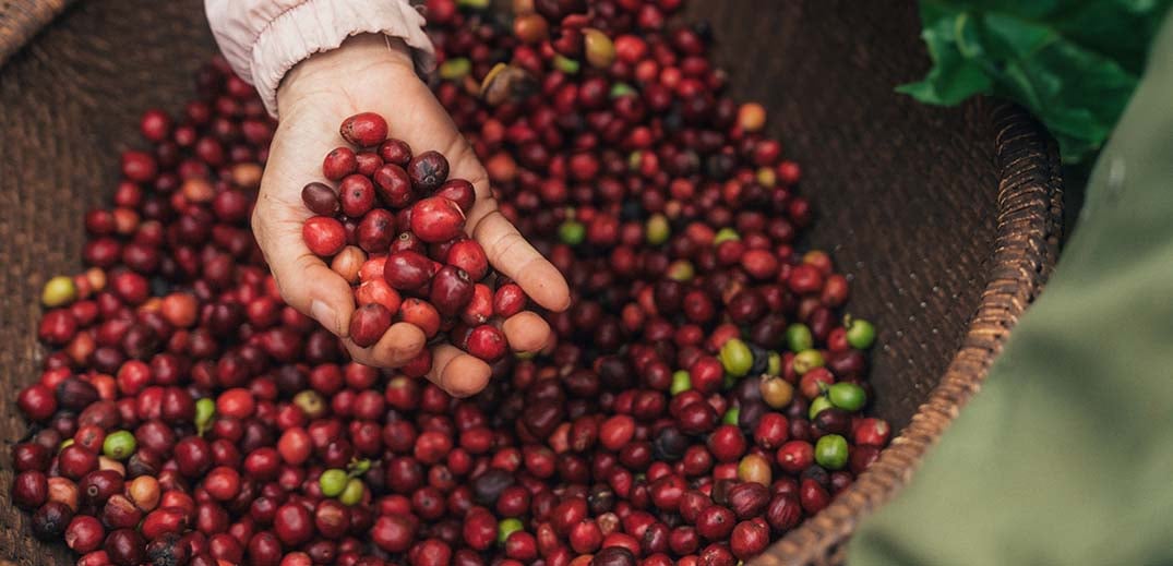 Nescafé cuts GHG emissions by 15% to 30% per kg of coffee in 2023