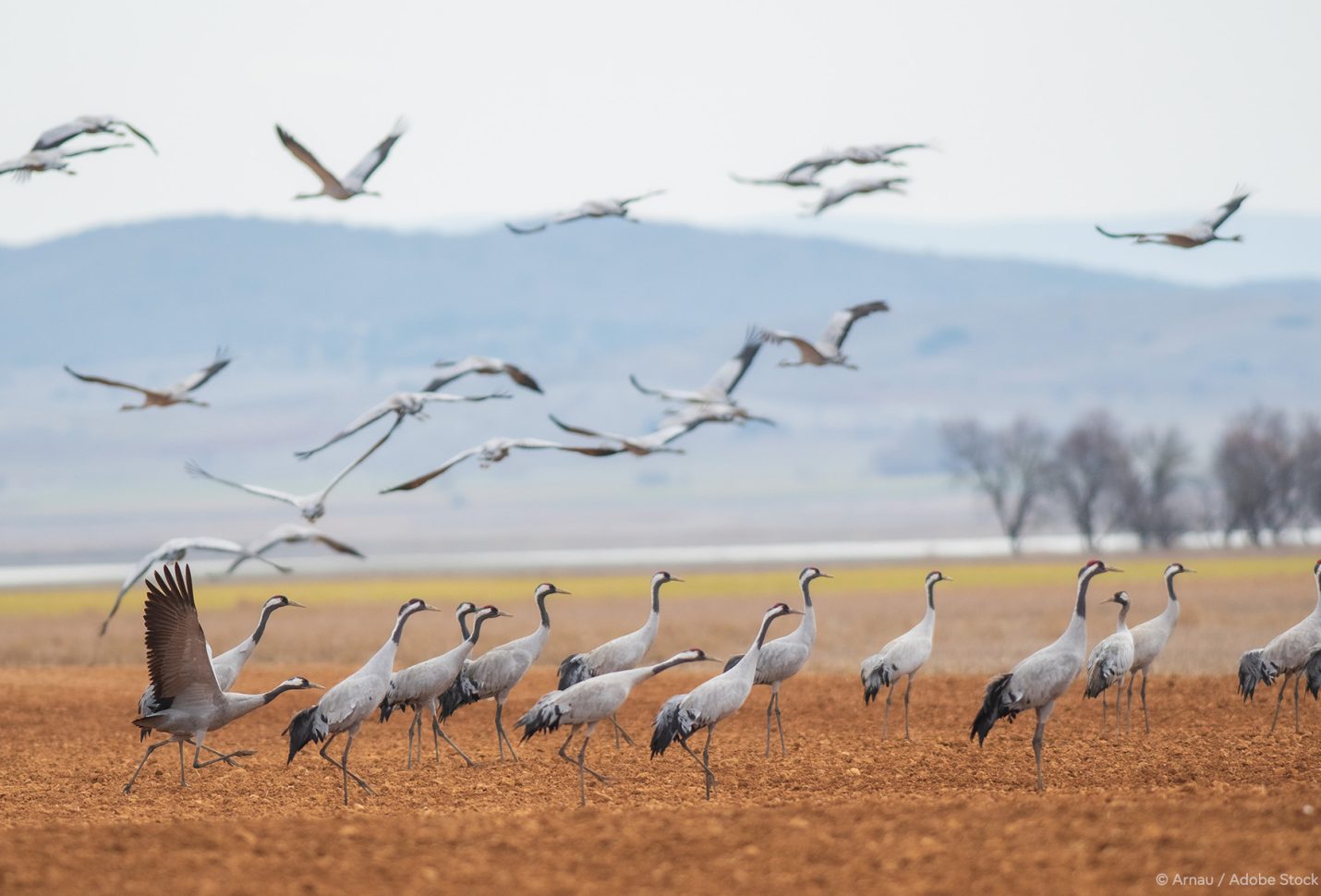 First-of-its kind EU regulation on  nature restoration aims to mitigate climate change