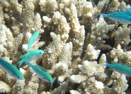 Landmark Egyptian Fund for Coral Reefs to leverage up to $50 m for sustainable blue economic transition