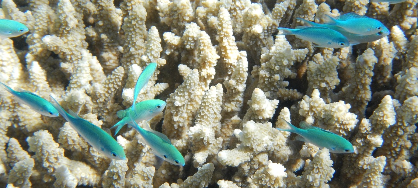 Landmark Egyptian Fund for Coral Reefs to leverage up to $50 m for sustainable blue economic transition