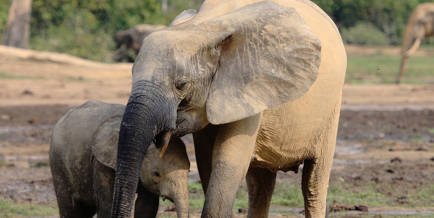 IBM, WWF-Germany to develop AI-powered solutions backing endangered African forest elephant