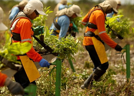 World Bank’s $ 225 m bond mobilizes $36 m capital for Amazon reforestation