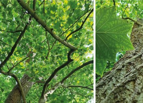 Research: Trees diverged from magnolias highly efficient in carbon storage