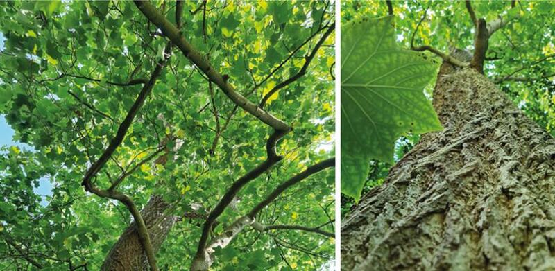 Research: Trees diverged from magnolias highly efficient in carbon storage