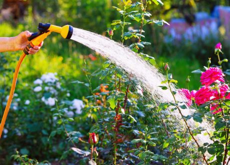 Research: Plants are more diverse in extreme climates