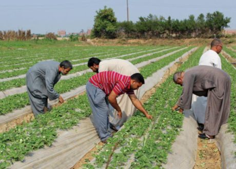 بالإنفوجراف… مصر تواصل تطبيق استراتيجيتها لدعم وتمكين الفلاح