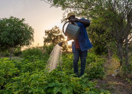TREES planted 100 million trees worldwide, expected to capture 80 m GHG metric tons