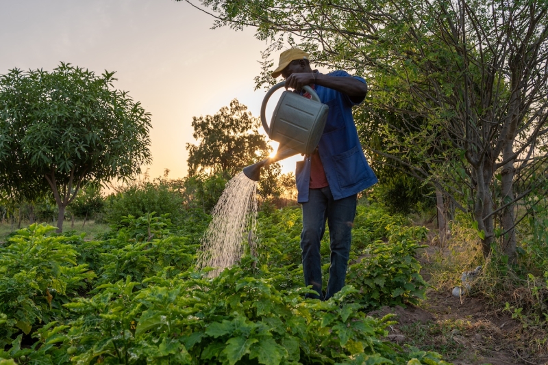 TREES planted 100 million trees worldwide, expected to capture 80 m GHG metric tons