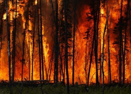 Study: CO2 emissions from forest fires up by 60% since 2001