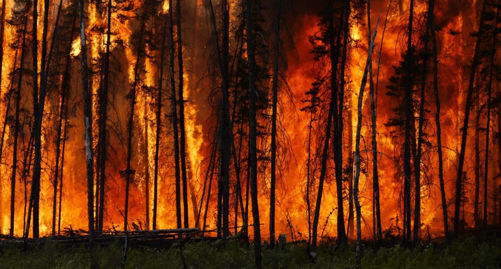 Study: CO2 emissions from forest fires up by 60% since 2001