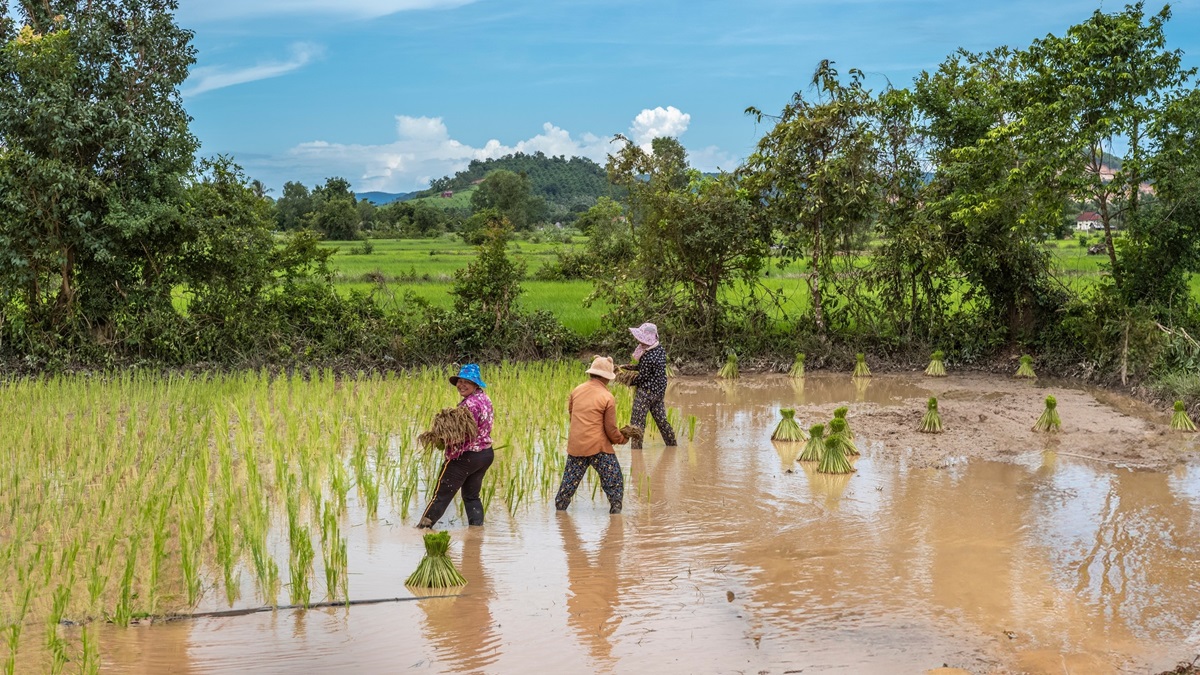 UNCTAD urges stronger action to help least developed nations tap into carbon markets