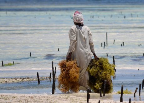 UNCTAD online Data Hub offers new database tracking int’l trade in non-plastic substitutes