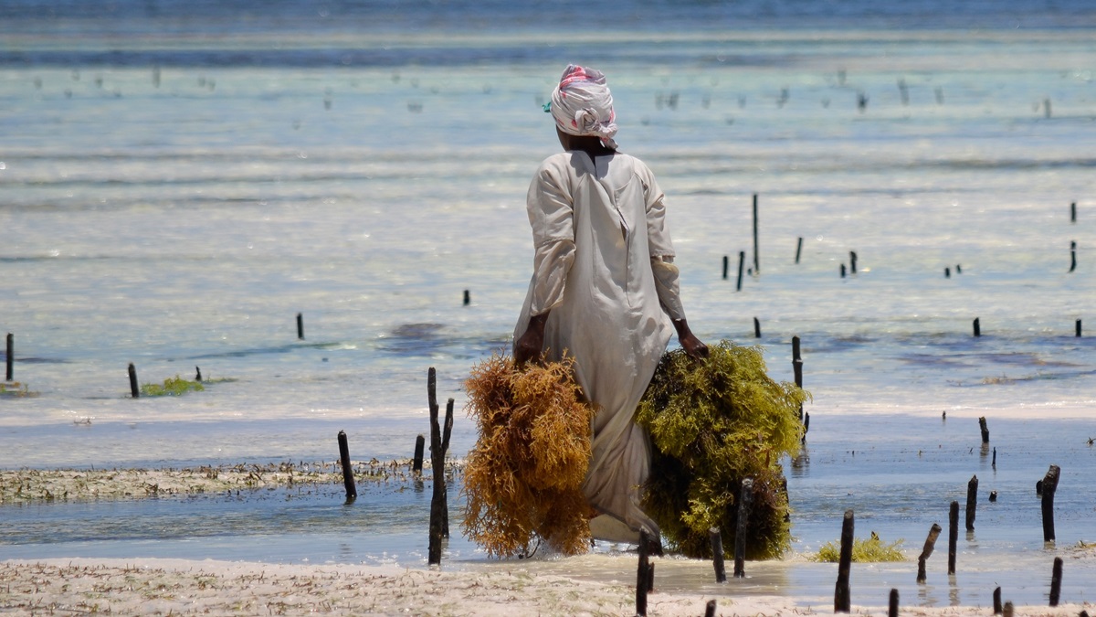 UNCTAD online Data Hub offers new database tracking int’l trade in non-plastic substitutes