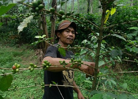 Report: Over 60 million people work globally in nature-based solution activities