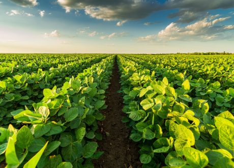 FARM+ to partner with Egypt, 8 other states for sustainable, climate-resilient agriculture 