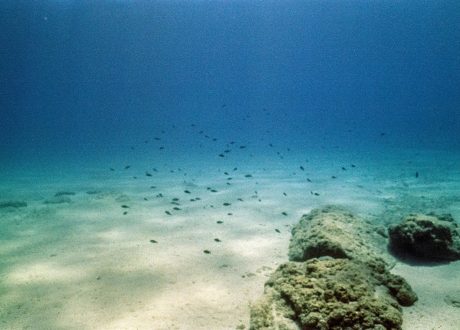 New study identifies overlooked processes to limit carbon emissions from ocean