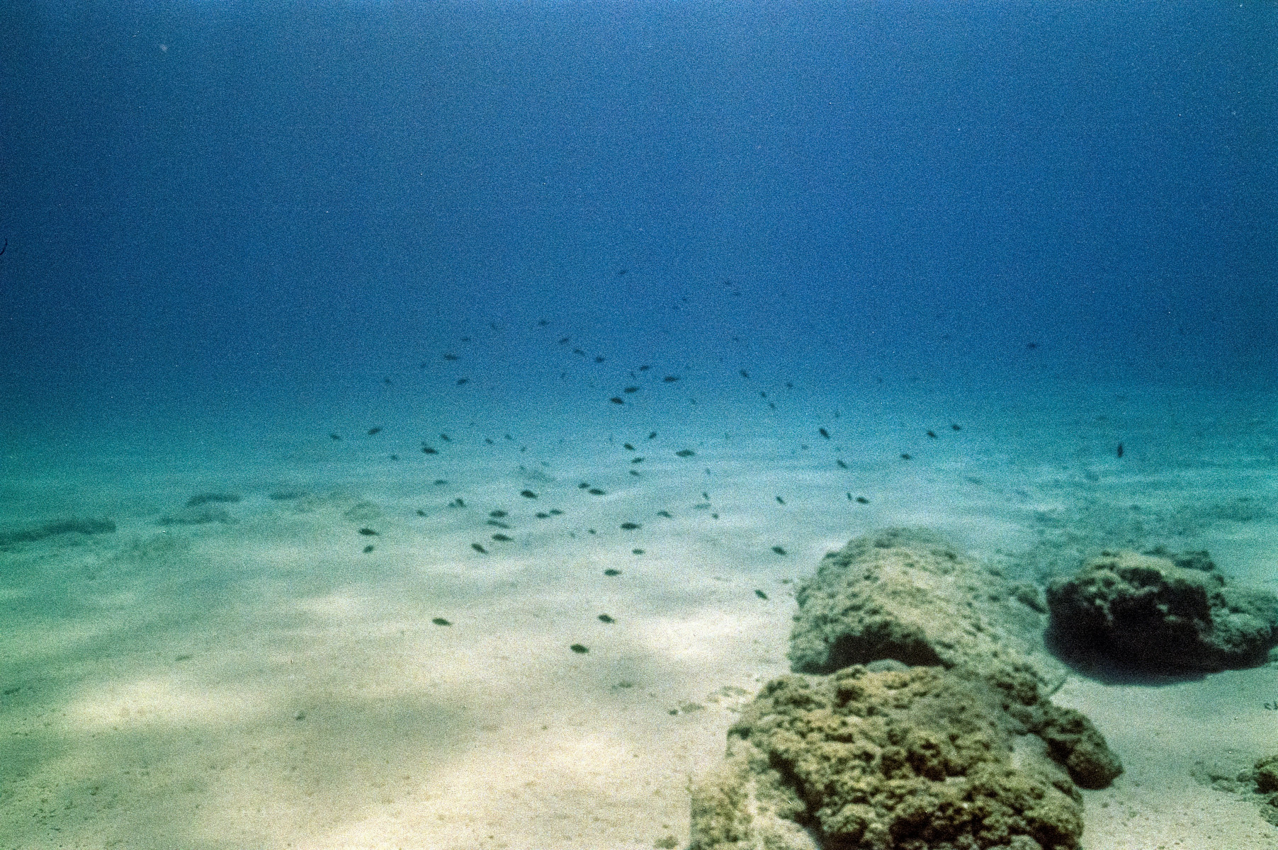 New study identifies overlooked processes to limit carbon emissions from ocean