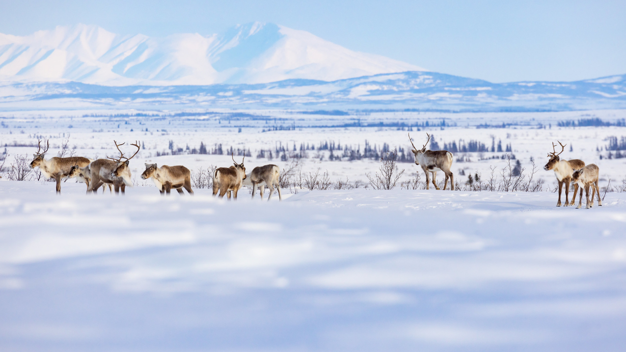 NOAA: Arctic becomes source of carbon instead of carbon sink