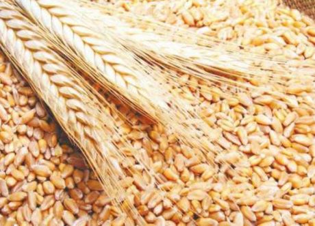 بنسبة 151%..”كندا” ترفع صادراتها من القمح خلال أسبوع