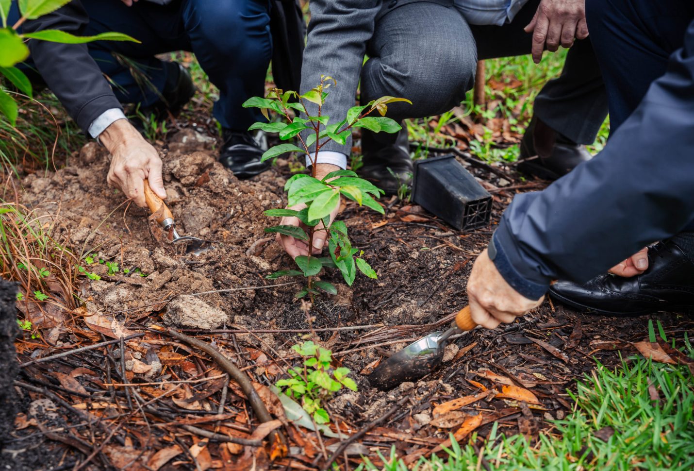 New climate initiative aims to plant 50 trees for every child in Austria’s Vorarlberg