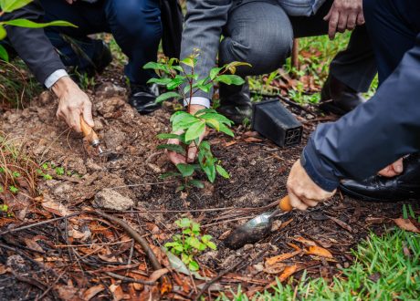 New climate initiative aims to plant 50 trees for every child in Austria’s Vorarlberg