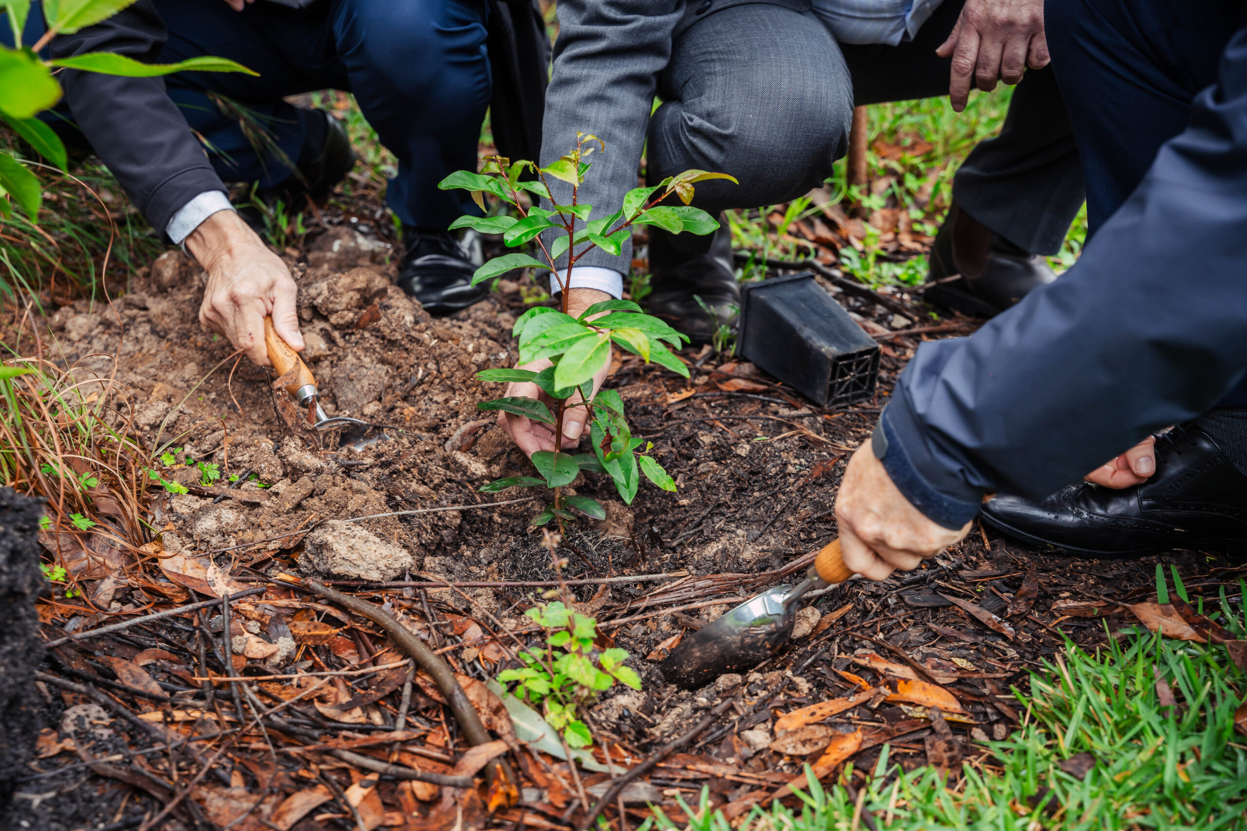 New climate initiative aims to plant 50 trees for every child in Austria’s Vorarlberg
