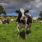 مبادرة عالمية لخفض انبعاثات الميثان من الماشية بقيمة 27.4 مليون دولار