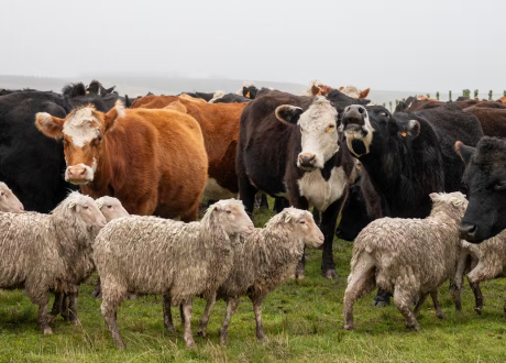 Scientists and breeders worldwide team up to slash methane emissions from livestock under $27.4m initiative