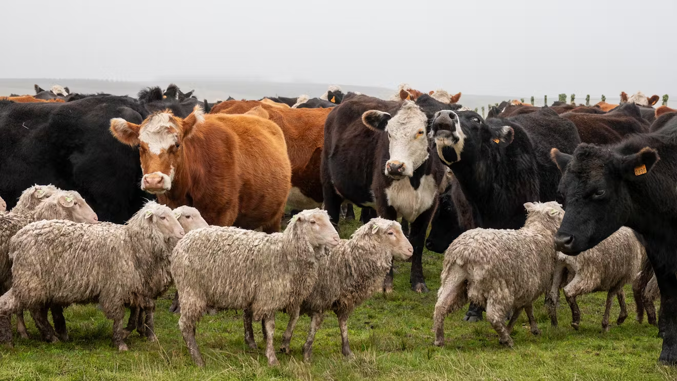 Scientists and breeders worldwide team up to slash methane emissions from livestock under $27.4m initiative