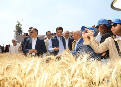 وزير الزراعة ومحافظ الشرقية يفتتحان موسم حصاد القمح ضمن مشروع تعزيز الأمن الغذائي