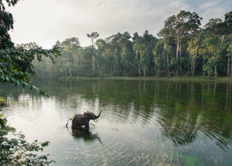 $ 15m initiative to unlock nature-positive business opportunities for MSMEs in Congo Basin 