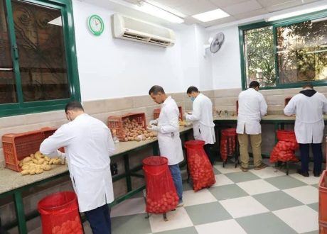 “الزراعة” تعلن فحص أكثر من 1.3 مليون طن بطاطس مائدة معدة للتصدير إلى الخارج منذ بداية الموسم وحتى الآن