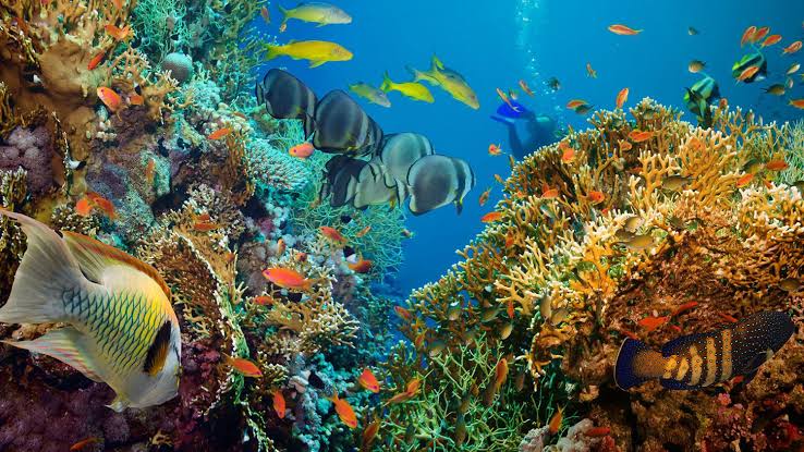 “One Ocean Finance” to unlock billions in new financing from blue economy