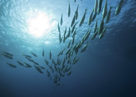 Ocean Investment Protocol offers practical guidance to unlock capital needed for sustainable ocean economy projected to reach $5.5 trln by 2050