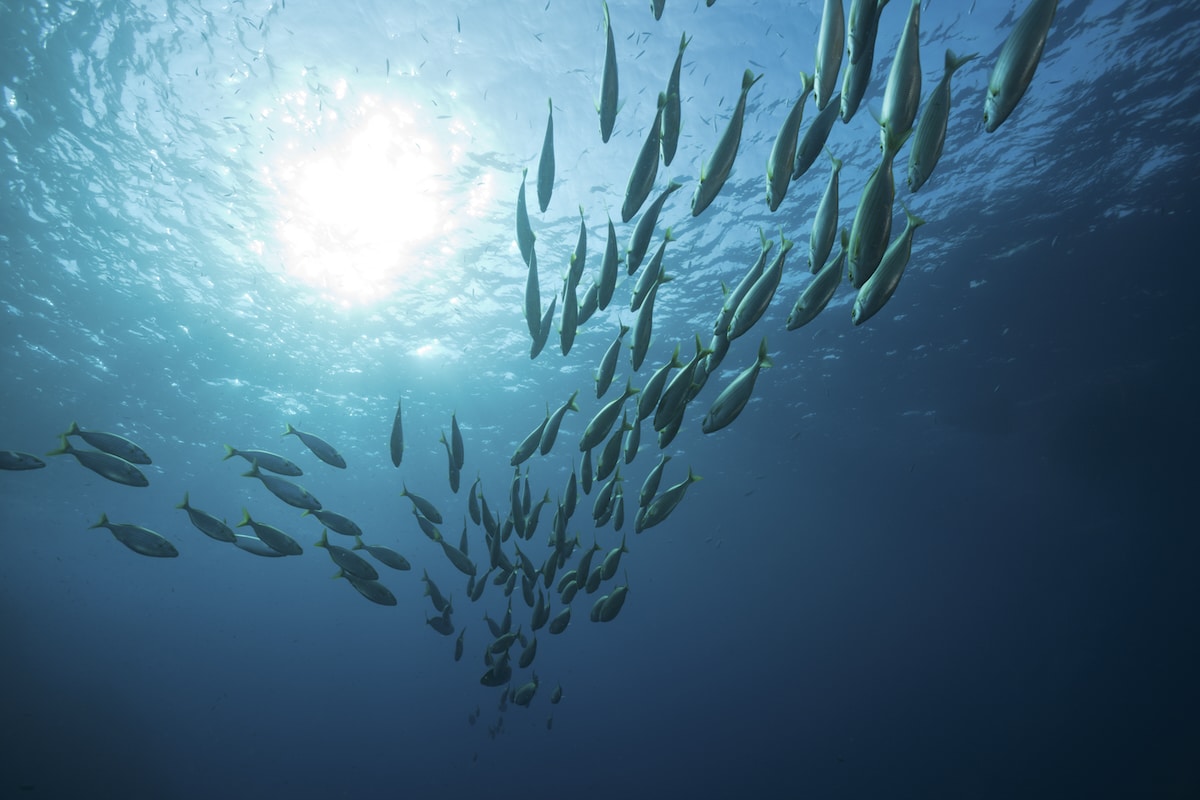 Ocean Investment Protocol offers practical guidance to unlock capital needed for sustainable ocean economy projected to reach $5.5 trln by 2050
