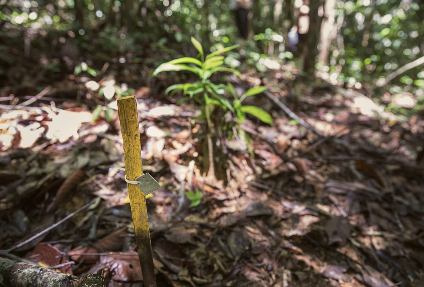 IKEA builds on 18,500-hectare rainforest restoration with 10-year research lab