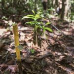 IKEA builds on 18,500-hectare rainforest restoration with 10-year research lab