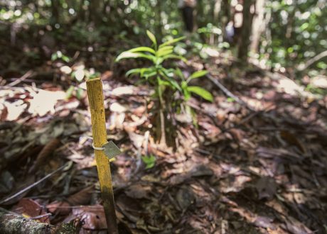 IKEA builds on 18,500-hectare rainforest restoration with 10-year research lab
