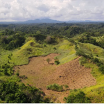 Google backs 260,000-ton agroforestry carbon removal Project in Indonesia