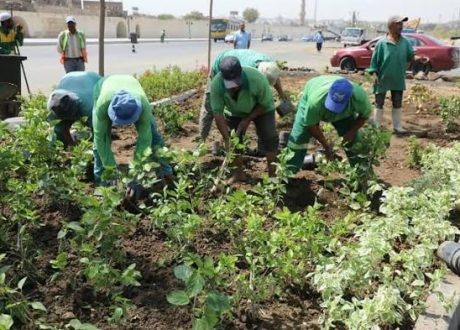 60 ألف شجرة و800 ألف نبتة.. مستهدفات مشروع «تخضير القاهرة» خلال العام الجاري