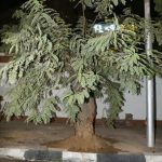 بعد سقوطها على عقار بمصر الجديدة.. نقل شجرة «بونسيانا» عملاقة وإعادة زراعتها بموقع مجاور