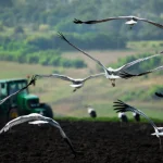 Businesses, financial institutions urge reform of $2.6trln in incentives damaging nature